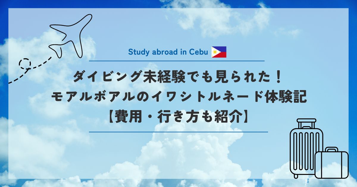 ダイビング未経験でも見られた！モアルボアルのイワシトルネード体験記【費用・行き方も紹介】