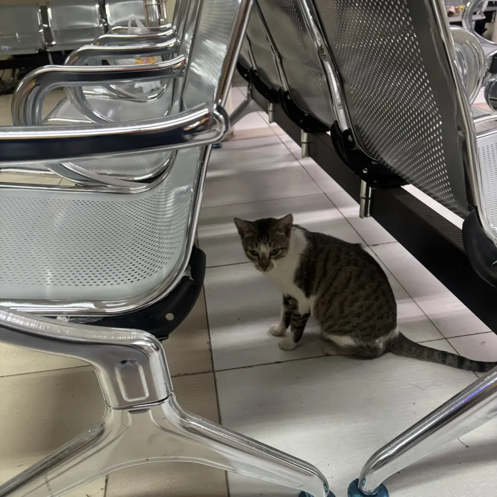 バスターミナル内には何匹か猫がいます!