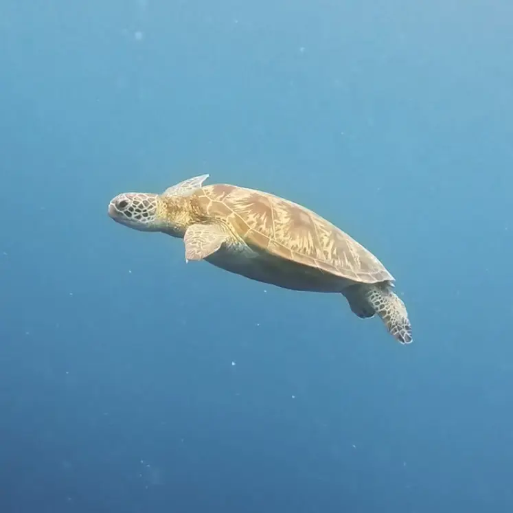 優雅に泳ぐウミガメも!