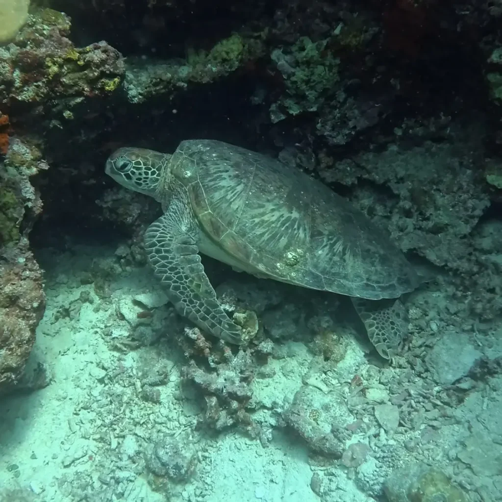 お昼寝中のウミガメを発見!