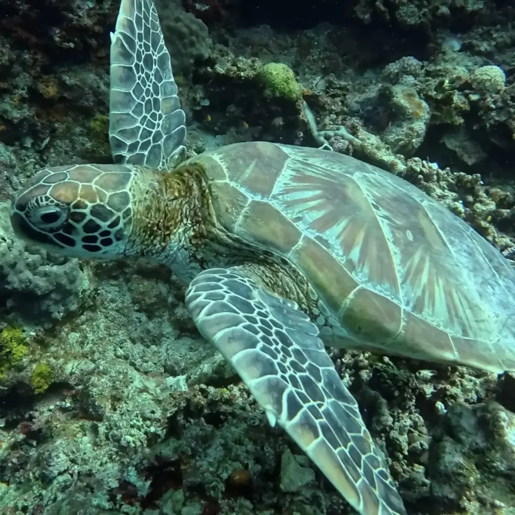 巨大ウミガメが大接近!