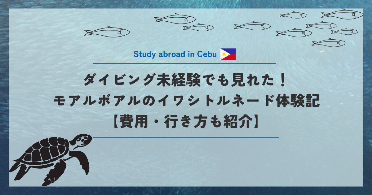 ダイビング未経験でも見られた!モアルボアルのイワシトルネード体験記【費用・行き方も紹介】
